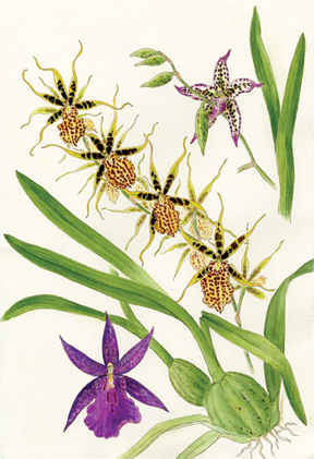 Medley of Oncidiinae flowers